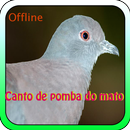 Canto De Pomba Do Mato APK