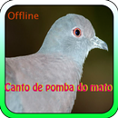 Canto De Pomba Do Mato aplikacja
