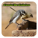 APK Canto De Coleiro Mp3 Offline