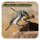 Canto De Coleiro Mp3 Offline آئیکن