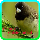 Canto de Coleiro tui tui APK