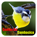 Cantos de Cambacica aplikacja