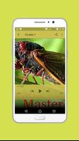 Cicada Master Mp3 Offline الملصق