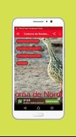 Codorna de Nordeste Mp3 Affiche