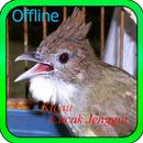 APK Kicau Cucak Jenggot Offline
