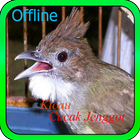 Kicau Cucak Jenggot Offline آئیکن