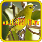 Kicau Sirtu Cipow Gacor أيقونة