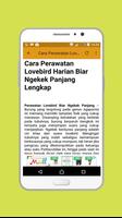 Lovebird Ngekek Panjang اسکرین شاٹ 2