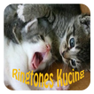 Ringtones Suara Kucing