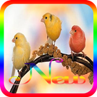 Canary Bird Populer Offline icône