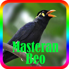 Kicau Master Burung Beo Offline icon