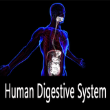 About Human Digestive System icon