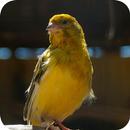 Canary Song APK