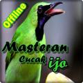 Masteran Cucak Ijo Offline