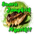 Suara Jangkrik Ngerik