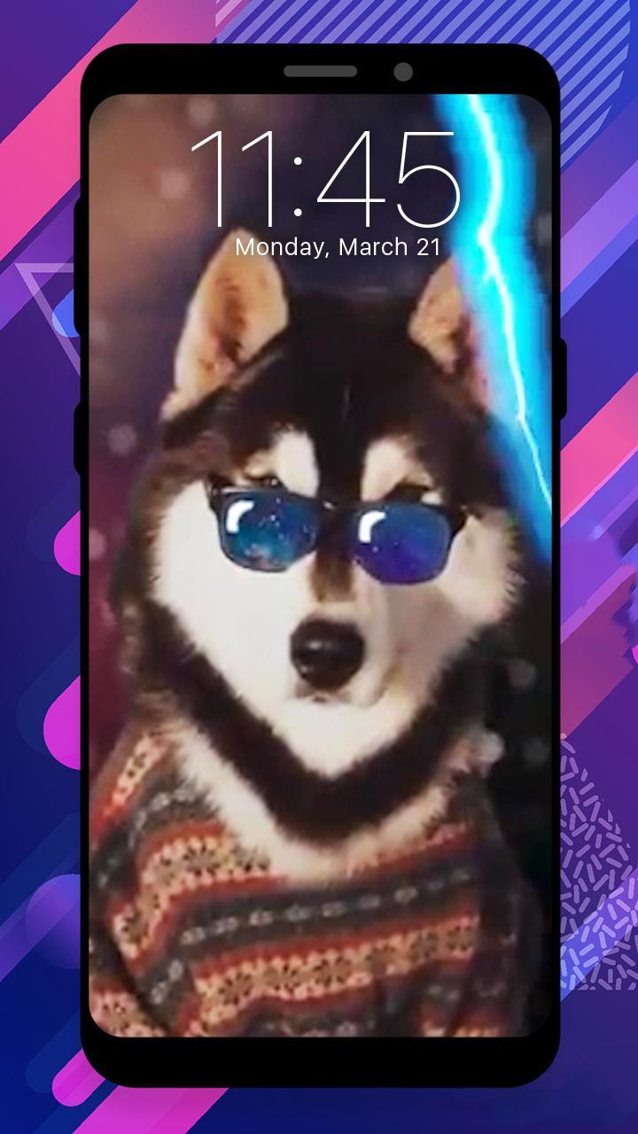 Cute Husky Muzzle Dogs Live Wallpaper For Android Apk Download - cute husky roblox
