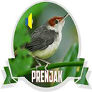 Prenjak Mania APK