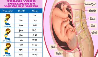 pregnancy poster