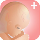 Pregnancy Plus + أيقونة