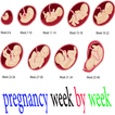 ”pregnancy week by week