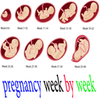 pregnancy week by week 아이콘