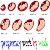 آیکون‌ pregnancy week by week
