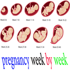 pregnancy week by week ícone