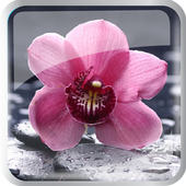 Flowers Bloom icon