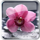 Flowers Bloom icon