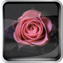 Life roses APK