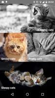 Pretty Cats पोस्टर