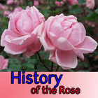 History of the Rose icon