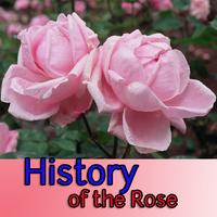 History of the Rose poster