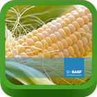 BASF México-Cultivo del Maíz icône
