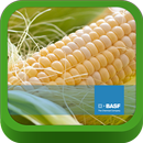 BASF México-Cultivo del Maíz APK