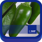 BASF México-Cultivo del Chile icône