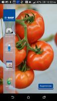 BASF México-Cultivo del Tomate ポスター
