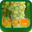 BASF México-Cultivo de la Uva