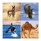 Guess The Animal -  Quiz icône