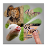 Scratch Animal Quiz icône