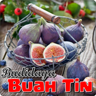 ikon Khasiat & Budidaya Buah Tin