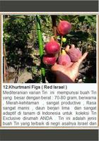 Khasiat & Budidaya Buah Tin 截图 2