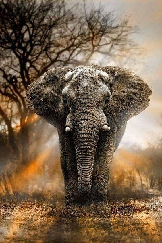 Tải xuống APK Wild Animals HD Wallpapers 4K 2019 cho Android Tải xuống APK Wild Animals HD Wallpapers 4K 2019 cho Android
