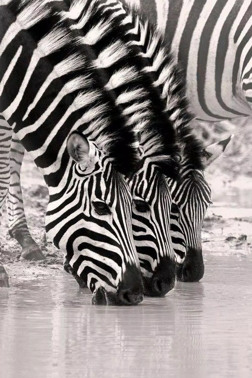 Wild Animals HD Wallpapers 4K 2019 APK per Android Download Wild Animals HD Wallpapers 4K 2019 APK per Android Download