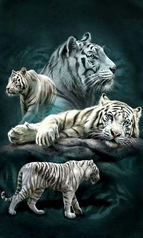 Tải xuống APK Wild Animals HD Wallpapers 4K 2019 cho Android Tải xuống APK Wild Animals HD Wallpapers 4K 2019 cho Android