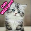 Cats Wallpapers 4K HD