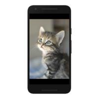 Cats Wallpapers 4K HD 포스터