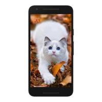 Cats Wallpapers 4K HD imagem de tela 2