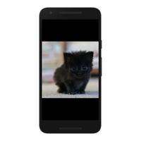 Cats Wallpapers 4K HD 스크린샷 3