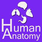 Human Anatomy-icoon